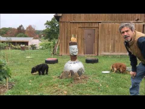 WebMaxMobile's tweet card. Train Dog To wait for Food, All Dogs should be eating Raw Diet for...