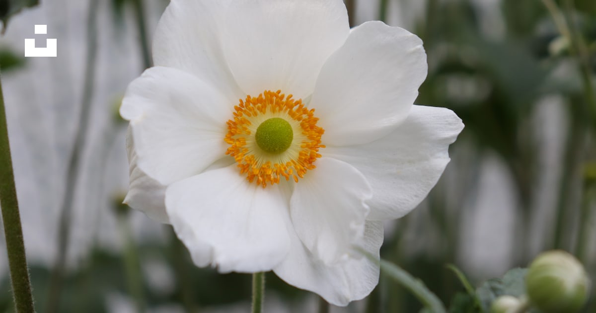 deletec1's tweet card. White Flower. – Ben Conodが撮影したこの写真をUnsplashでダウンロードする