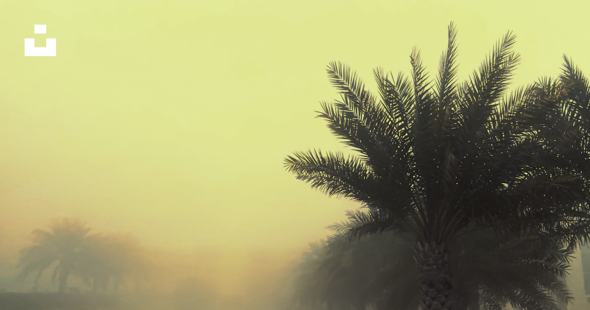deletec1's tweet card. Sand and sun storm against a palm tree background with low visibility – Max Tcvetkovが撮影したこの写真をUnsplashでダウンロードする