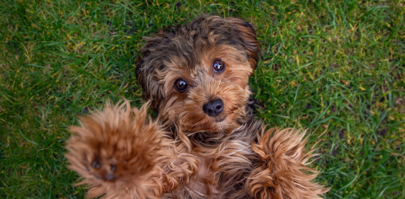 ConversationEDU's tweet card. The researchers hope the findings will help dog owners make more informed decisions when selecting their next furry friend.
