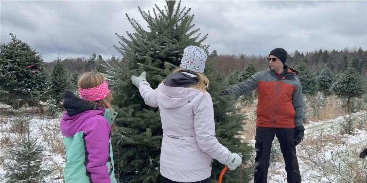 wcax's tweet card. Many Vermont families flooded tree farms on Friday, on a mission to find the perfect Christmas tree. Our Cam Smith reports.