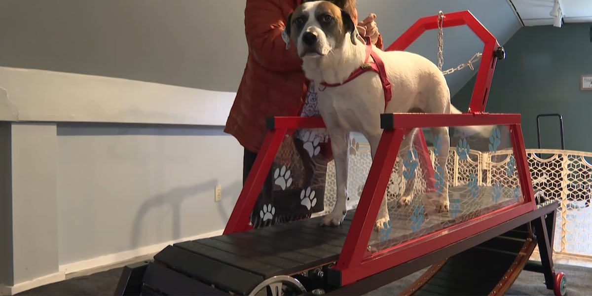 wcax's tweet card. Walking your dog can be a daunting task during the cold, dark winter months. But now, a one-of-a-kind spot in Vermont offers indoor exercise for pups.