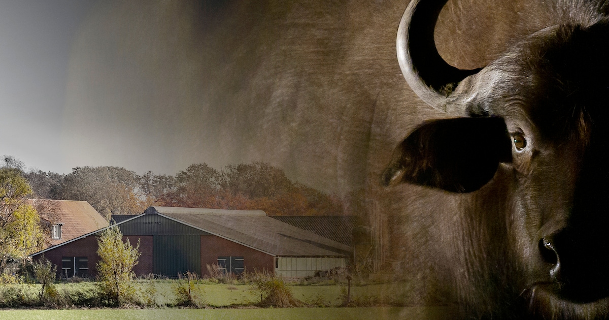 GommersJack's tweet card. Het was ‘een vreselijk gezicht’ en leverde betrokkenen nachtmerries op. Hoewel Buffalo Farm Twente in Denekamp nog ‘gewoon’ in bedrijf is, voltrok zich begin dit jaar een drama in een stal, waardoor...