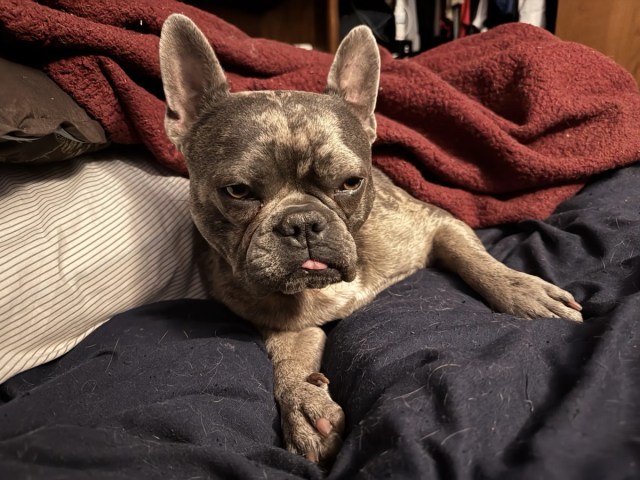 OneToadPhoto's tweet card. Dear Diary, This morning? Betrayal. My human put me outside too early. The grass was wet. The air was suspicious. I barked. I protested. No one cared. Then he left. Again. Kennel time. I don’t care…