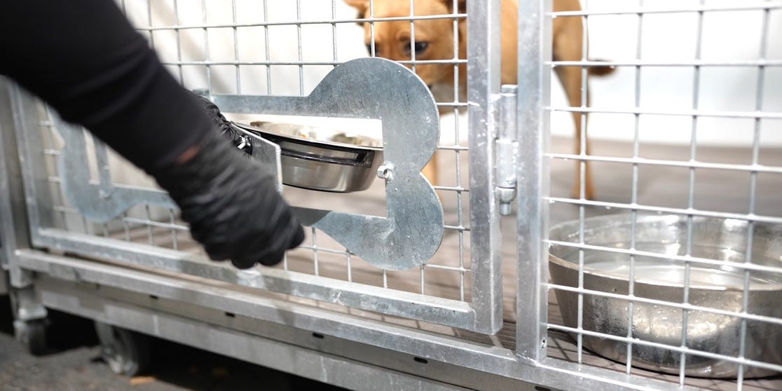 TheNewsBrian's tweet card. Thanksgiving went to the dogs, as well as the cats, as staff and volunteers served up a special holiday feast for the animals being housed at San Bernardino County Animal Care's pet shelter in Devore.