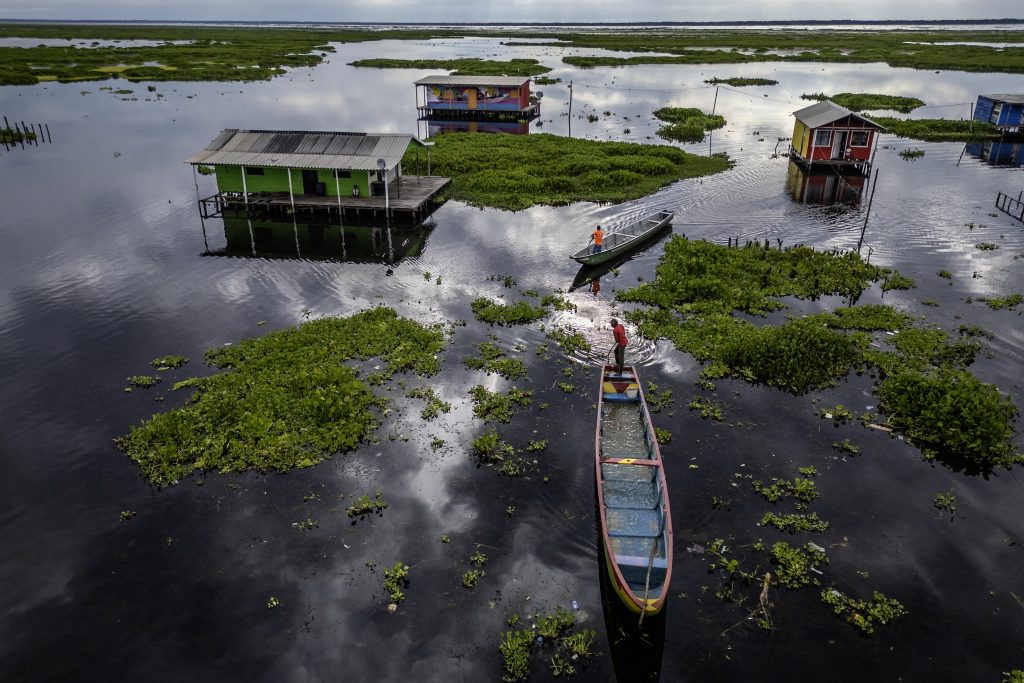 svilardyq's tweet card. Un invasor verde avanza, pone en jaque la pesca y arriesga la vida palafita. ¿Qué soluciones pueden frenarla?