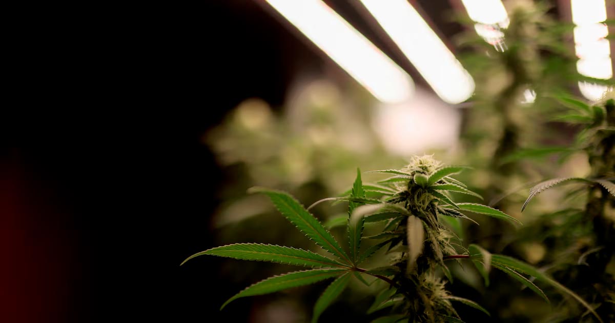 newsweedFR's tweet card. Après l'Assemblée, le Sénat tchèque a approuvé un amendement au code pénal qui légalise la possession et la culture de cannabis. Limites légales de