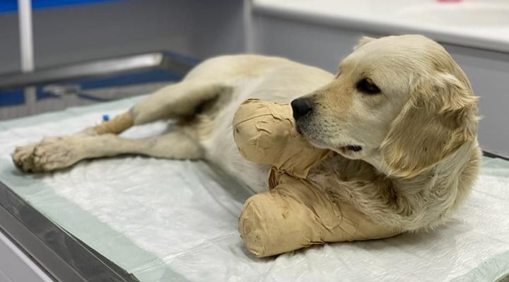 BirGun_Gazetesi's tweet card. Pamuk'un tavuklara zarar verdiği gerekçesiyle tüfekle vurulduğu ve ardından kopmak üzere olan bacaklarının sahibinin komşusu tarafından 'tedavi etmek' amacıyla kesildiği öğrenildi.