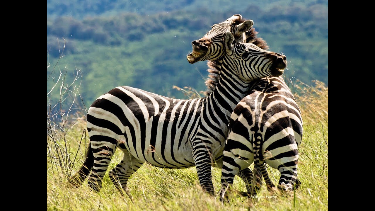 MMMletsgo's tweet card. March Mammal Madness 2025 Epic Trailer