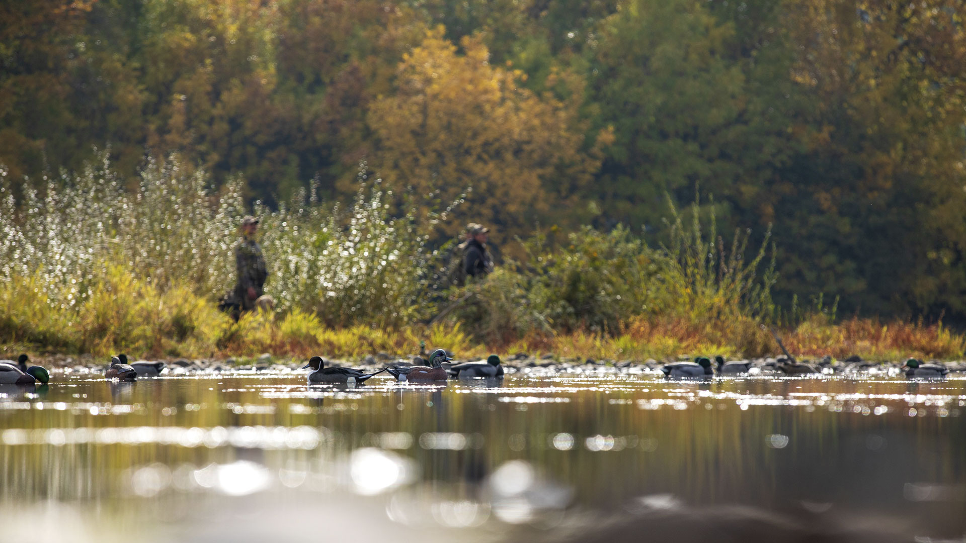 MMPGuns's tweet card. The best early-season waterfowl hunting depends on scouting and understanding bird movement as the birds’ preferred food sources shift, and employing the right equipment to hunt the range of situat...