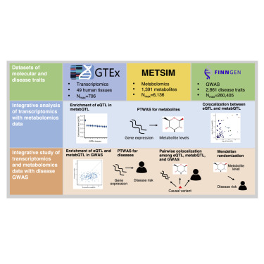 AJHGNews's tweet card. We integrated transcriptomics data for 49 human tissues, metabolomics data for 1,391 metabolites, and genome-wide association studies for 2,861 diseases. We identified 397 genes for 521 metabolites...