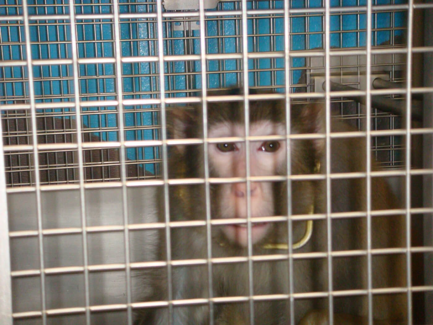 ThrivabilityOrg's tweet card. In Kurt Albertine’s University of Utah laboratory, pregnant sheep are housed in barren stalls, where they never feel the sun on their backs or grass beneath their feet. (Photo from PETA’s 2009...