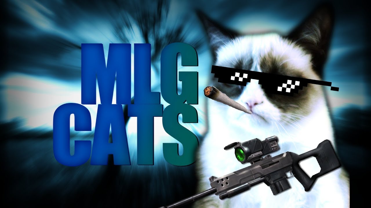 GeometryFans's tweet card. MLG Cats