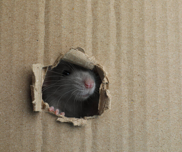 OPCPest's tweet card. Do you know the signs of a mouse or rat infestation in your home? You may be surprised by these tell tale signs. Read on and be in the know.