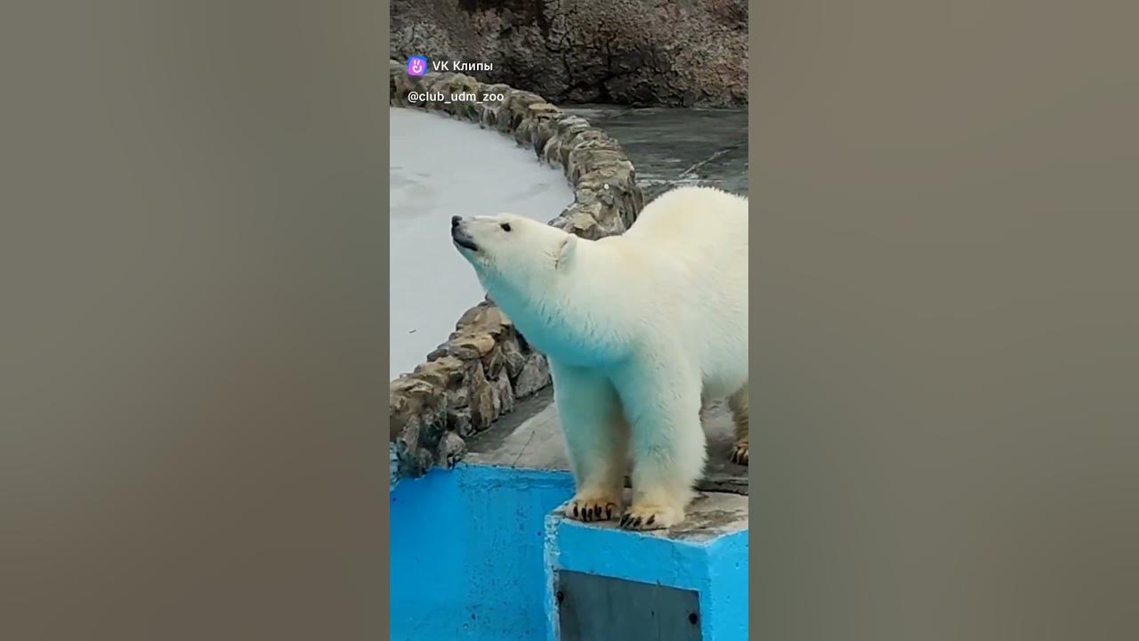 oksanabalios1's tweet card. Лапочка Шайночка💖Sweetie Shinochka. #белыймедведь #animals #polarb...