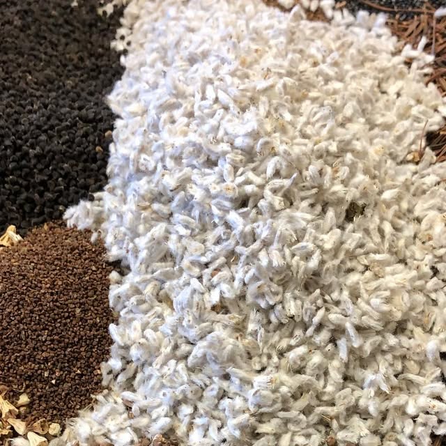 DamSeeds's tweet card. William Dam Seeds (@williamdamseeds) • Instagram photo