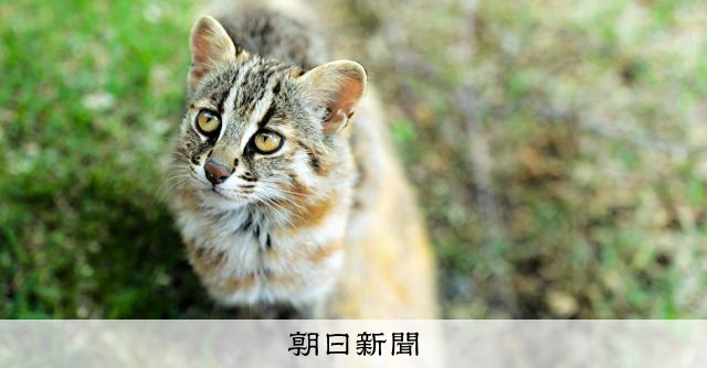 asahi_tochigi's tweet card. 　那須どうぶつ王国（栃木県那須町）は、絶滅が危惧されるツシマヤマネコのオス「アカツキ」を福岡市動物園から受け入れ、どうぶつ王国にいるメス「ひとえ」との繁殖に取り組む。種の保存法にもとづく保護増殖事業の…