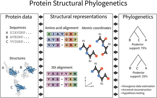 protasov_evgeni's tweet card. Abstract. Protein structural phylogenetics is an interdisciplinary branch of molecular evolution that (i) uses 3D structural data to trace evolutionary his
