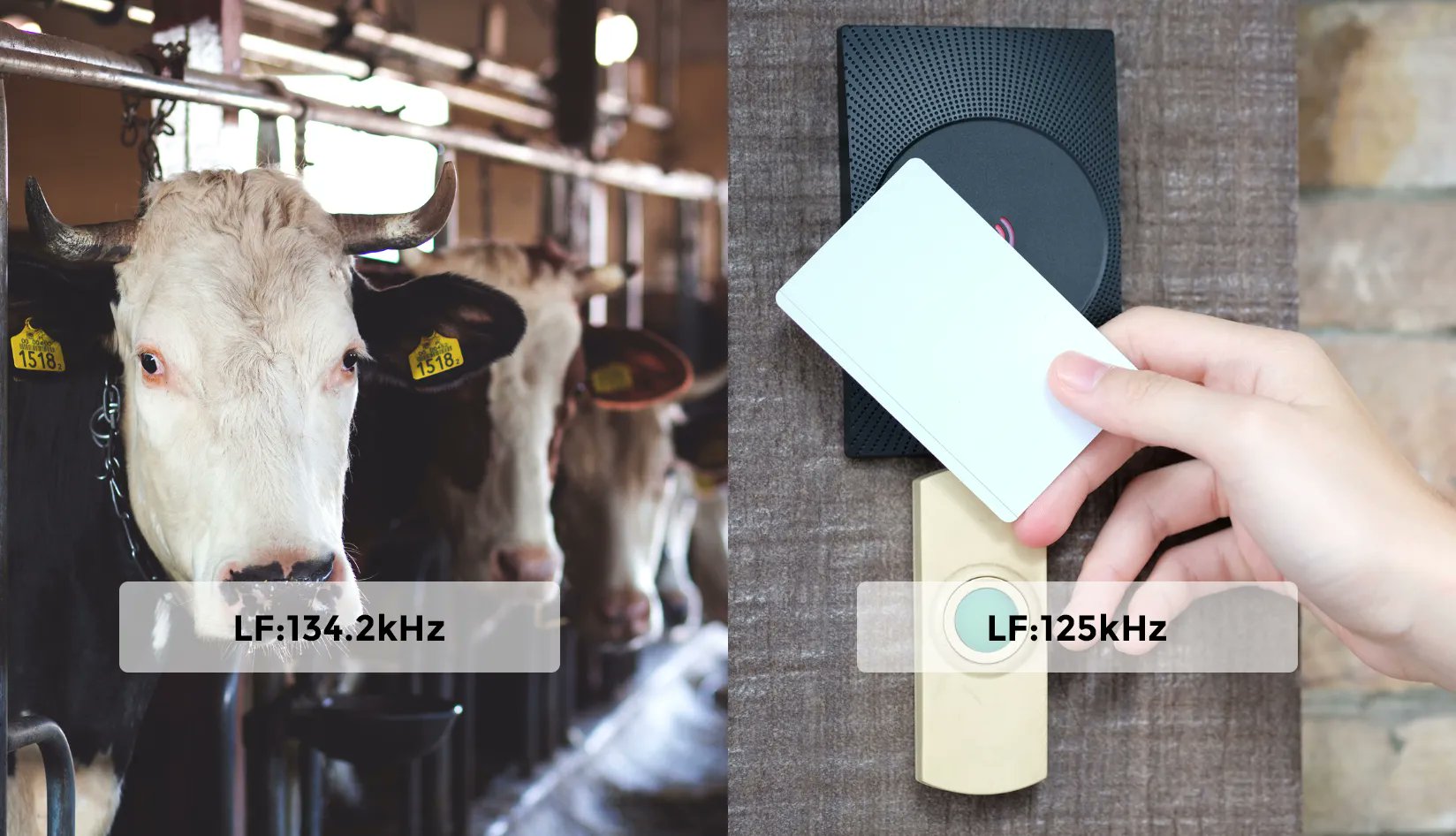 _Carol_luo's tweet card. Discover how Low Frequency (LF) RFID works, its unique advantages, and common applications like animal tracking and access control.