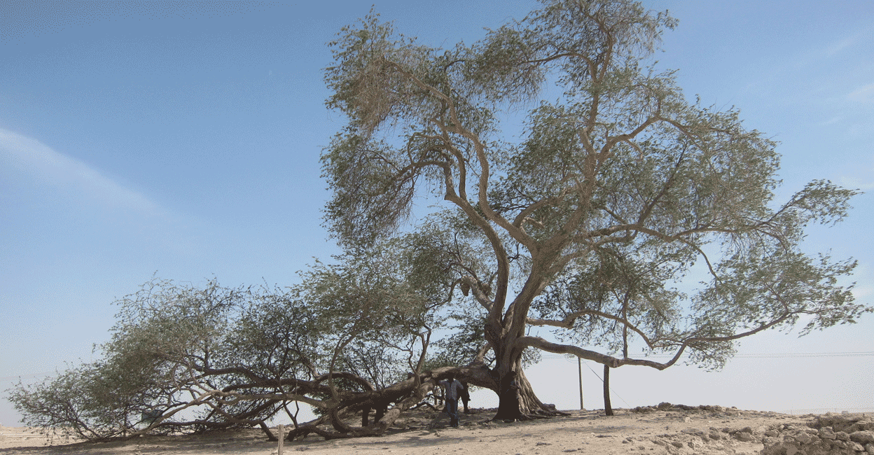 manoramaonline's tweet card. ലോകത്തിൽ അനേകം മരങ്ങളുണ്ട്. എന്നാൽ ചില മരങ്ങൾ അപൂർവമാണ്. മറ്റു ചില മരങ്ങൾ തങ്ങൾ നിൽക്കുന്ന അപൂർവ സാഹചര്യങ്ങളാൽ വ്യത്യസ്തരാകും..Tree of Life Bahrain, Shajarat-al-Hayat, Bahrain desert tree, Prosopis...