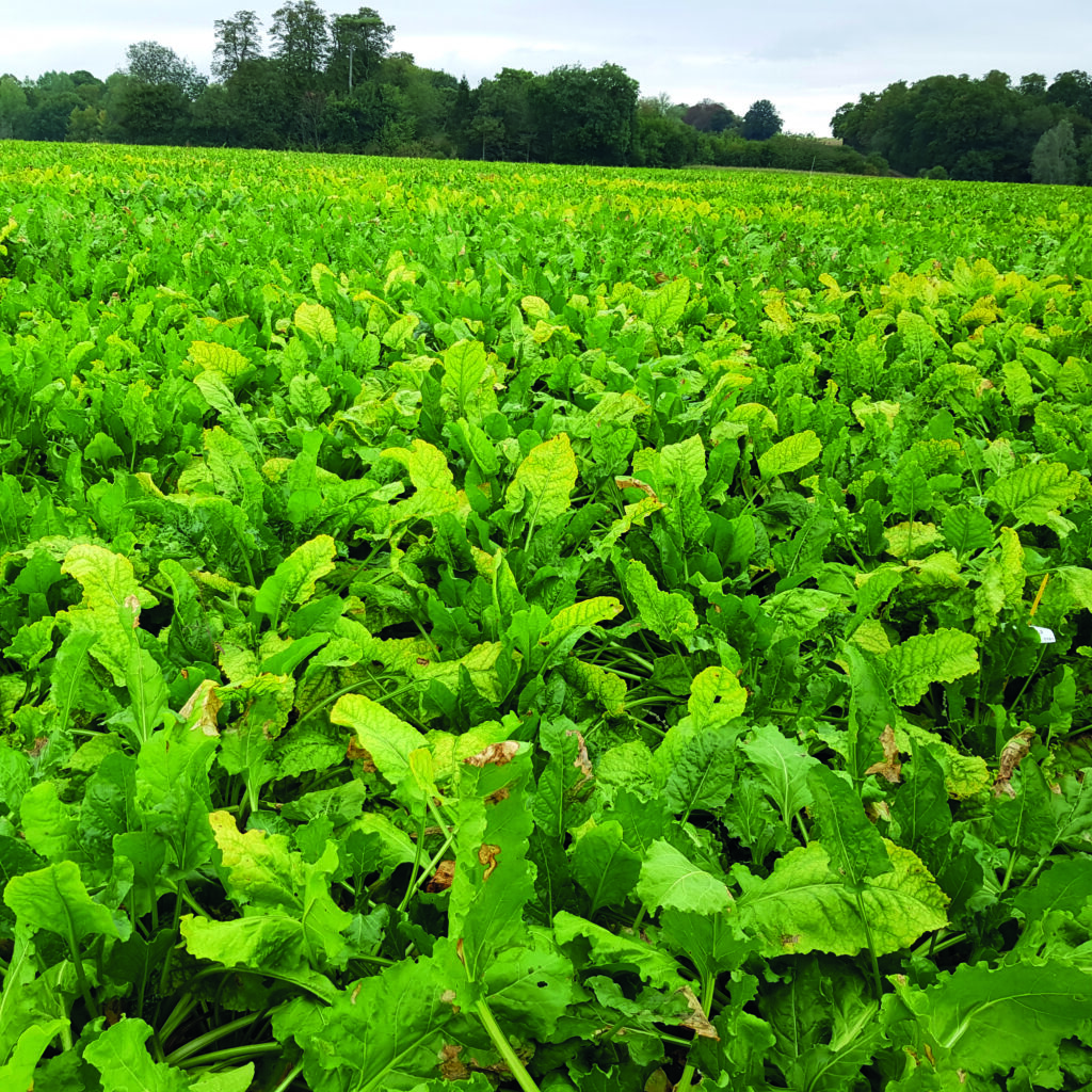 WikiAgri's tweet card. Nécessaire actualisation des exigences écotoxicologiques ou bataille politique, les néonicotinoïdes sont sous les feux de l’actualité, alors que la profession est encore à la recherche d’alternativ...