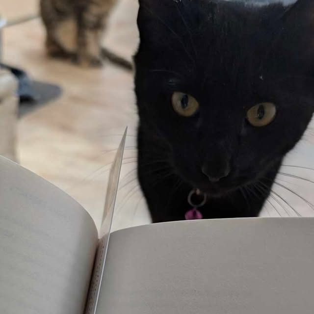 kcmw86's tweet card. Kirsty Whitlock (@bookwormwhitlock86) • Instagram photos and videos