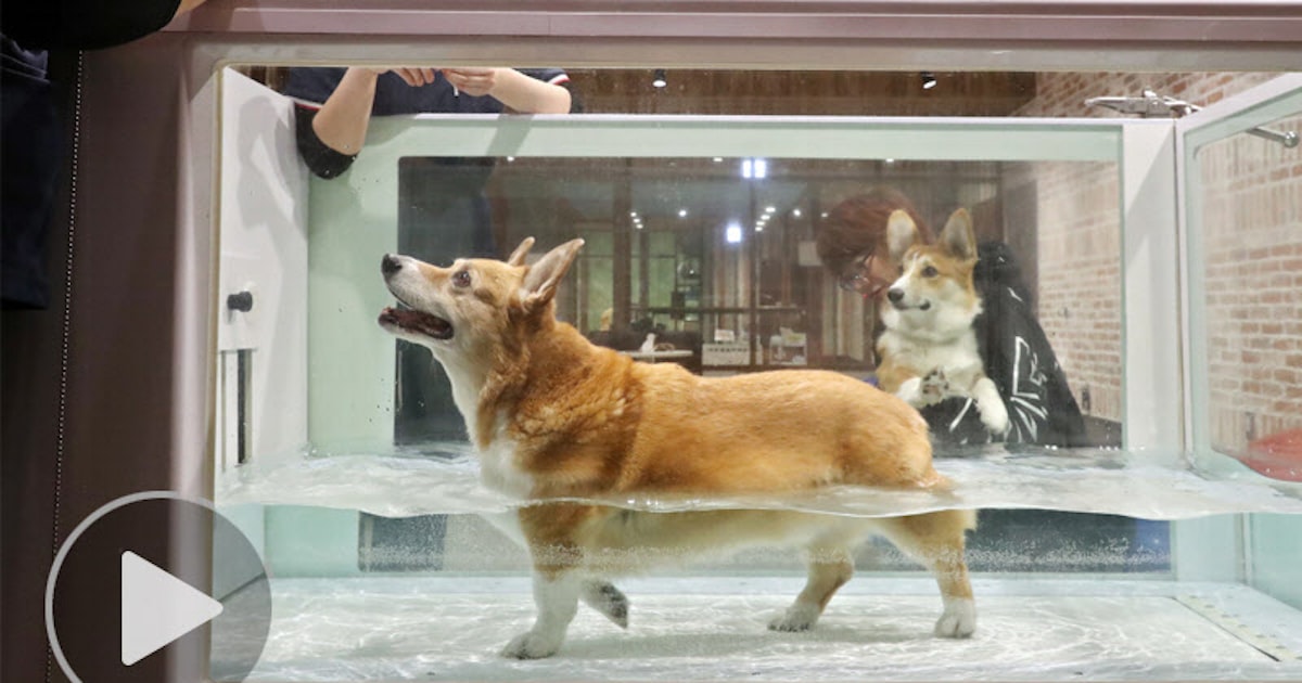 FreePetsJP's tweet card. ペットの平均寿命が延び、高齢犬猫向けビジネスが広がってきた。専用設備を備えたフィットネスや最新型コンピューター断層撮影装置（CT）を使った健康診断、スタッフが24時間常駐する介護施設など、人間並みのサービスが愛犬家や愛猫家の心をつかむ。ともに過ごす時間が増えて愛情が生まれ、家族の一員になっていくペット。より長く、一緒に暮らしたい――。飼い主の思いが旺盛な消費を生み出している。「一歩一歩、ゆっ