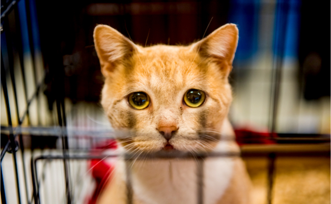 FreePetsJP's tweet card. 2019年1月からカリフォルニア州では繁殖された販売用の動物をペットショップは取り扱えなくなり、こういった規制が施行されたのはアメリカでは初めてのことだと、メルマガ『しんコロメールマガジン「しゃべるねこを飼う男」』の著者でNY在住の医学博士・しんコロさんが伝えています。しんコロさんによれば、同様の法律がオース