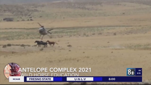 TriDeepthi's tweet card. Video obtained by the I-Team shows a young horse with a broken leg as wild horses are captured by the Bureau Of Land Management.
