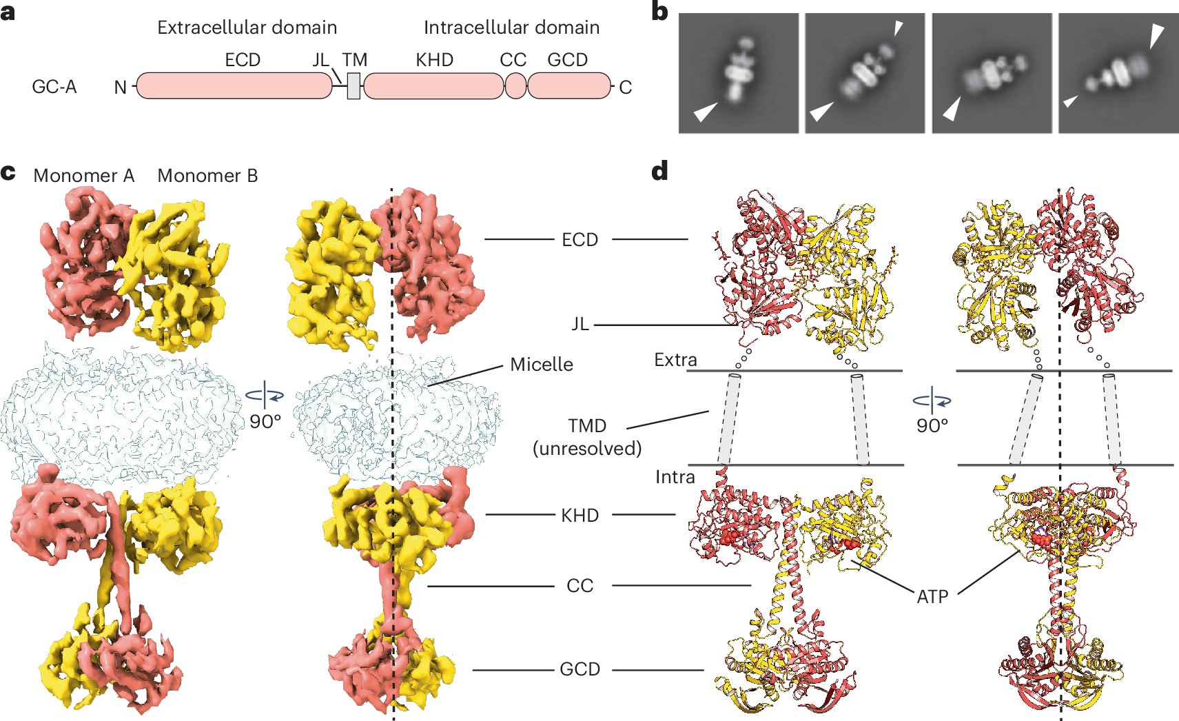 mbbuchc's tweet card. Nature Structural & Molecular Biology - Here the authors show the structures of single-pass transmembrane receptor guanylyl cyclase in both apo and hormone-bound states, advancing our...