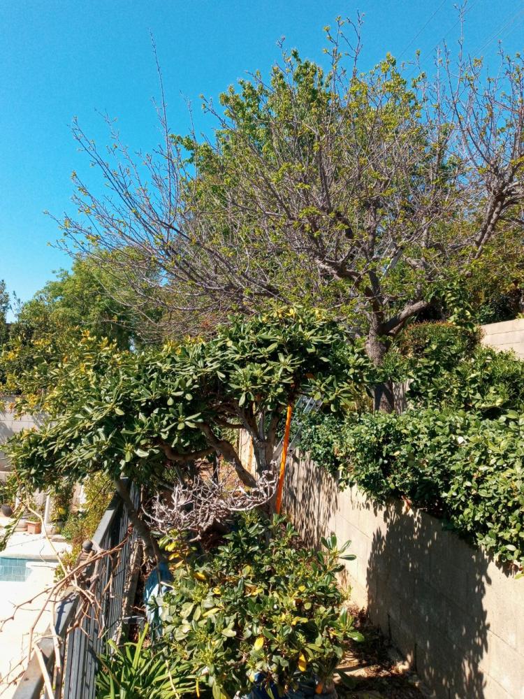 BakersfieldKern's tweet card. Tree service Bakersfield (661) 748-3332 I specialize in tree trimming, skin and trim queen palms, tree removal, and stump grinding.