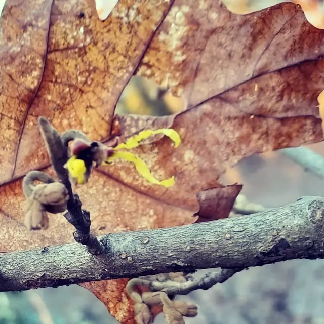 TheWanderingArb's tweet card. Patrick Anderson (@the_wandering_arborist) • Instagram photo