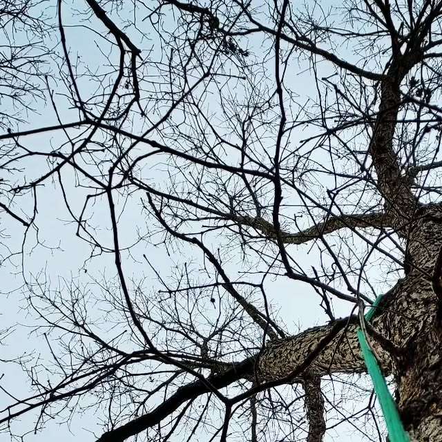 TheWanderingArb's tweet card. Patrick Anderson (@the_wandering_arborist) • Instagram photo