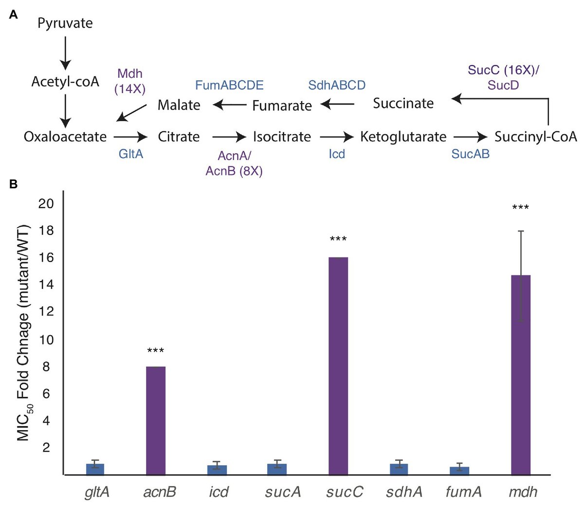 LabMorgenstein's tweet card. The bacterial actin homolog, MreB, is highly conserved among rod-shaped bacteria and essential for growth under normal growth conditions. MreB directs the lo...