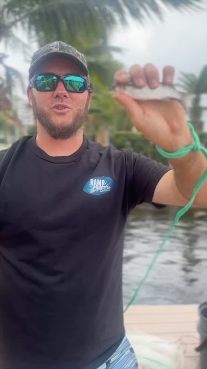 TheMulletRun's tweet card. Finger MULLET in March!? 🤯🎣 #mulletrun #castnet #shorts