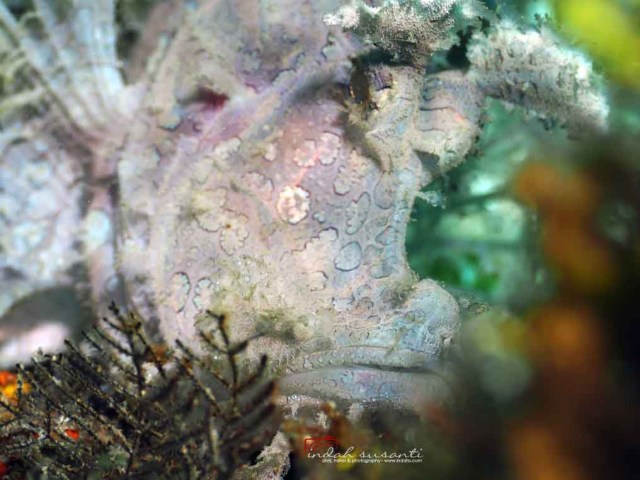 MyDailyMusing's tweet card.   36th edition of Marine Life monthly post. Marine Life post published every 19th of the month. It aims to share information about the marine life species and to promote their conservation. Al…