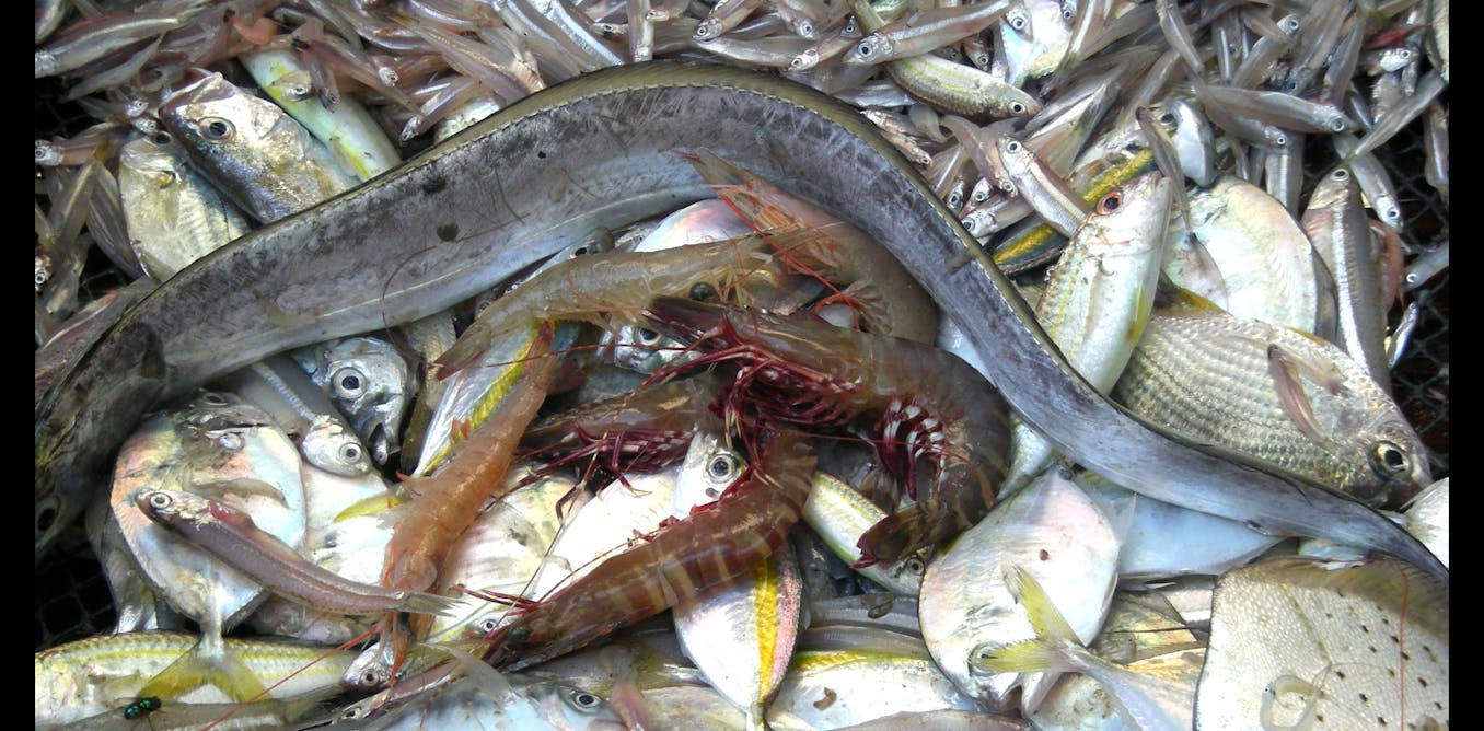 ConversationUS's tweet card. Spreading fishing pressure evenly across whole marine ecosystems sounds like a great idea. But there’s a hitch – we can’t technologically do it, and even if we could, it would be expensive.