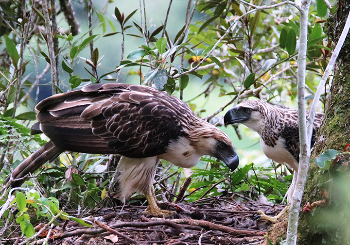 STARTPH2019's tweet card. On March 3 Philippine authorities intercepted at the Ninoy Aquino International Airport more than 1,500 live turtle species being smuggled into the country by an unidentified passenger from Hong...