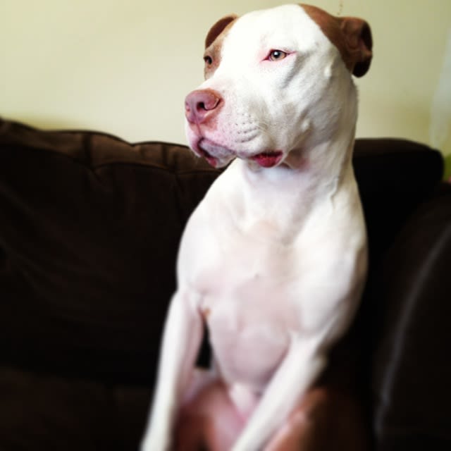 PhynneBelle's tweet card. NaPoWriMo, Day Five