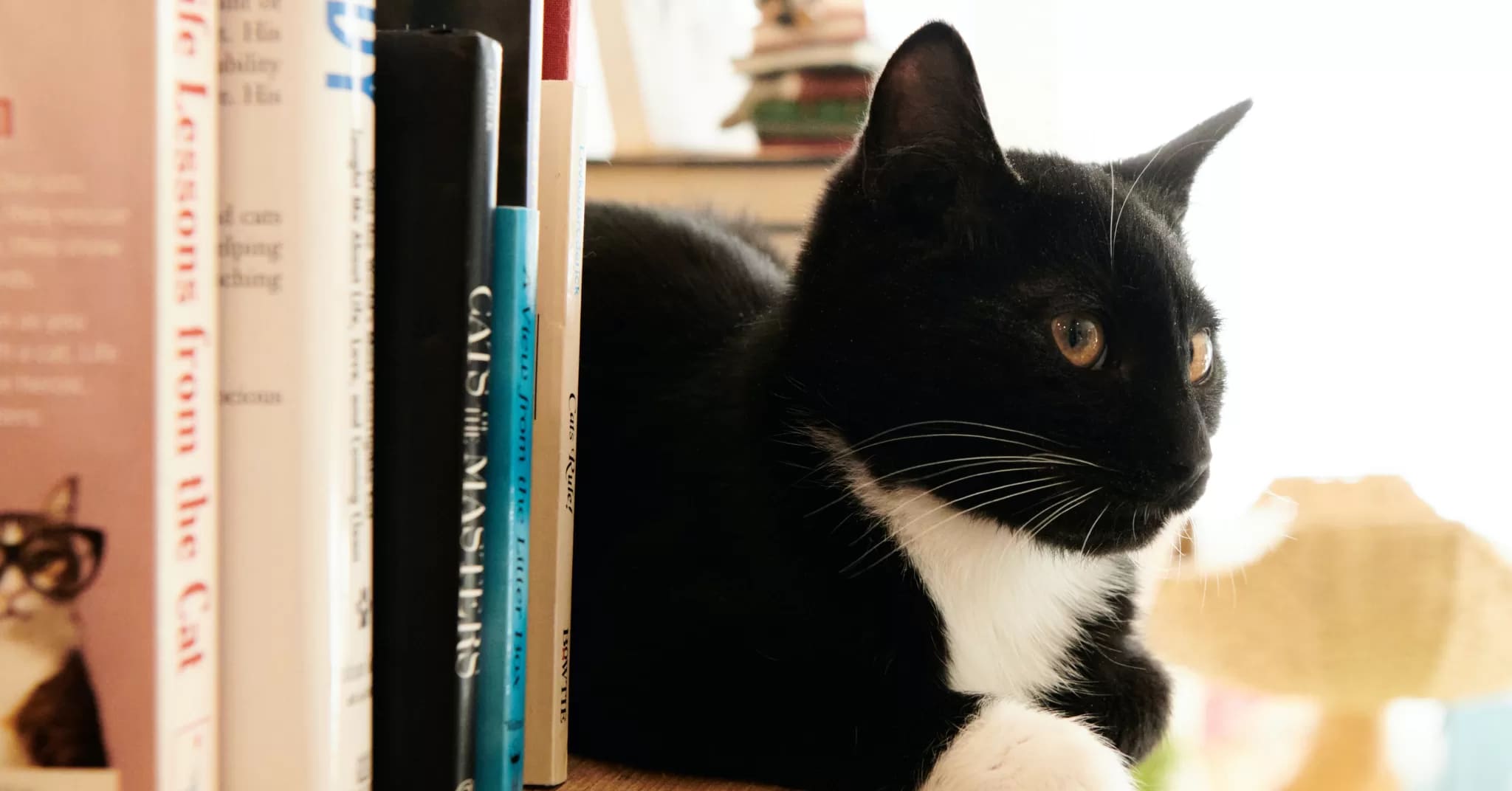 HowToReadBlog's tweet card. Disclaimer: As an Amazon Associate, we earn from qualifying purchases (Affiliates Disclosure). Thanks!Authors enjoy the company of four-legged friends. Agatha Christie owned two Manchester Terriers...