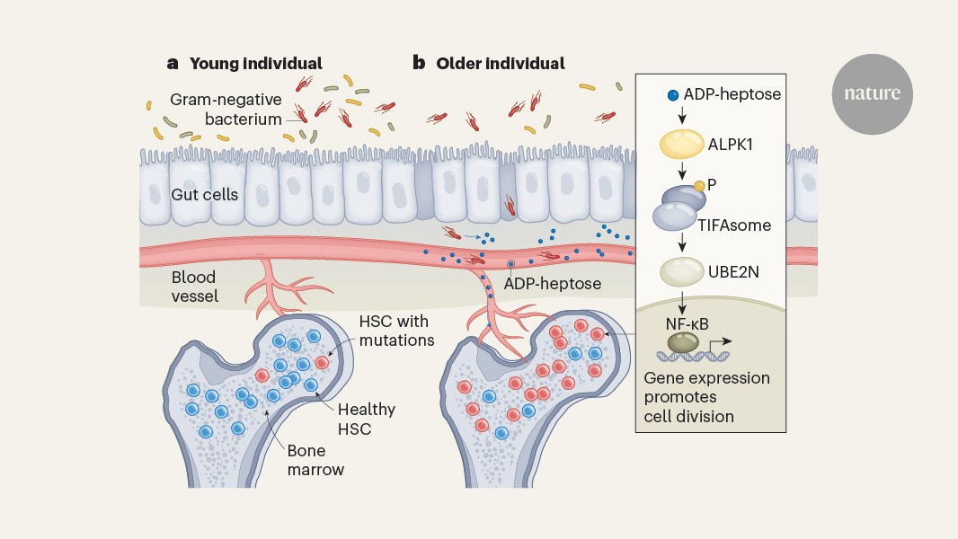 Nature's tweet card. Nature - The risk of developing blood cancer increases with age. The finding that a molecule from gut bacteria plays a part points to new ways to intervene.