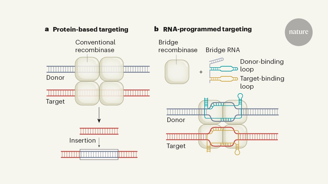 Nature's tweet card. Nature - Recombinase enzymes that recognize DNA sequences using a ‘bridge’ RNA.