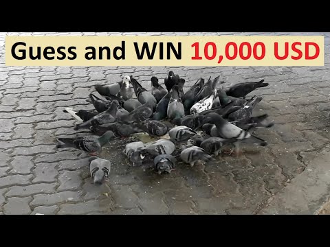 AmsaGuide's tweet card. Guess and WIN 10,000 USD - How many birds eat in the Picture ?!!