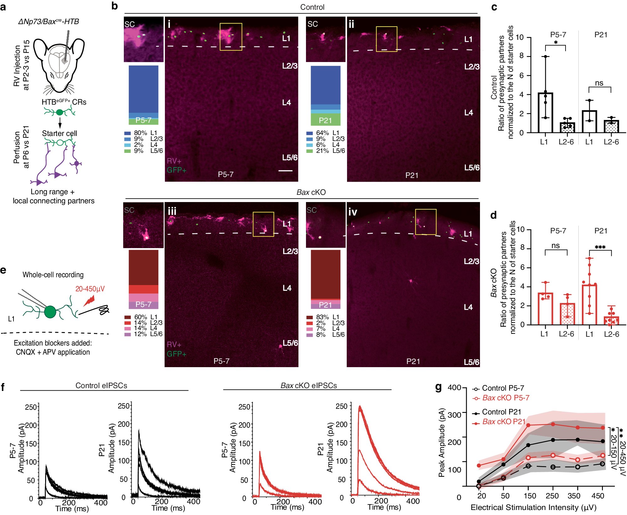 aggeliki_dam's tweet card. Nature Communications - The role of apoptosis in the maturation of brain circuitry is not well understood. Here the authors show that the apoptosis of cortical layer 1 Cajal-Retzius cells regulates...