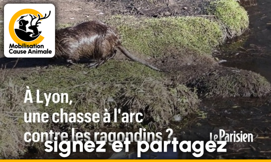 MontarouAnne's tweet card. Animaux - Signez la pétition : Stop à la chasse aux ragondins à Lyon