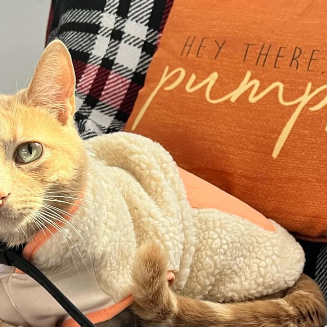 itsmedavin's tweet card. Khatdawg (@khatdawg) • Instagram photo