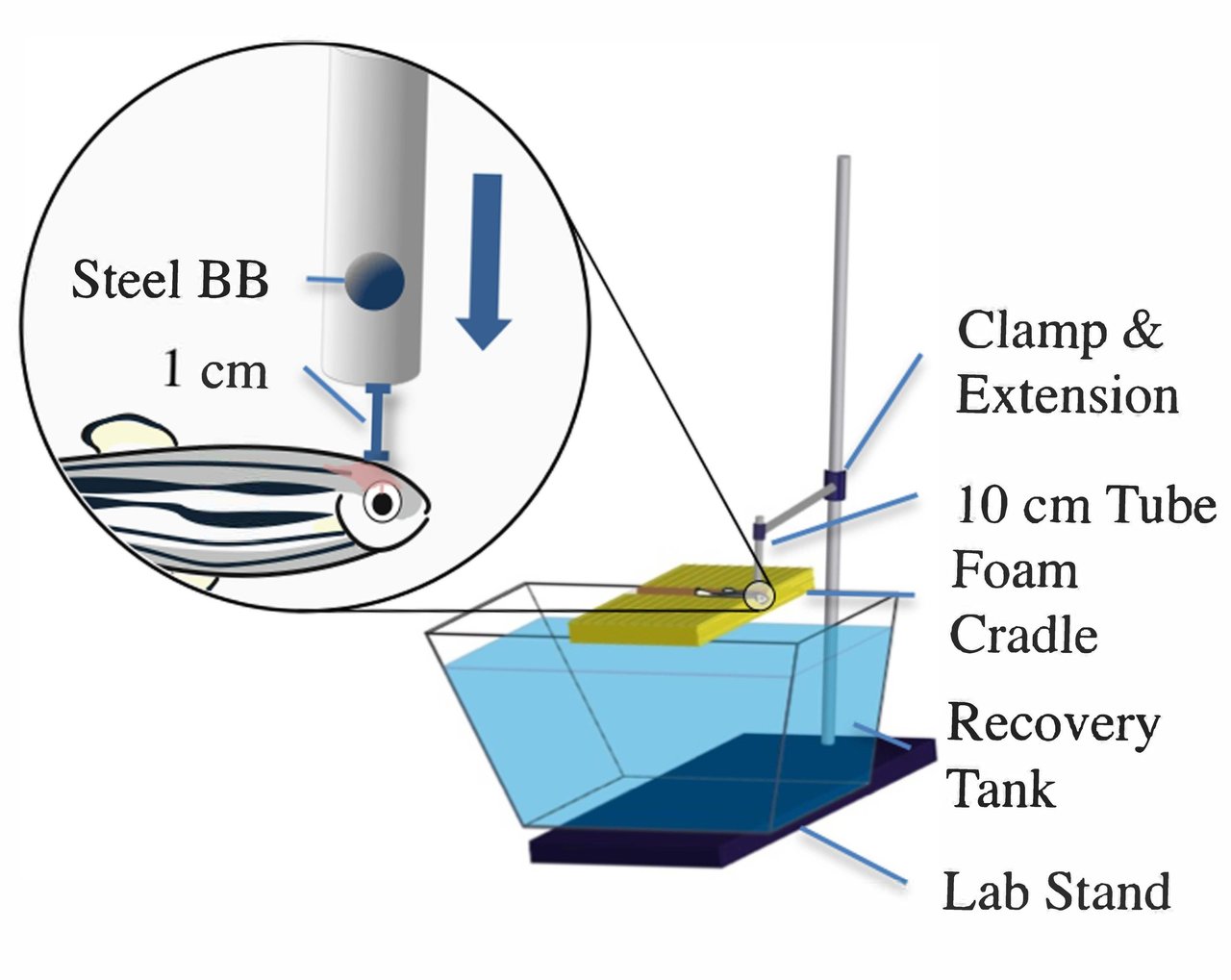 corelab_zebra's tweet card. A simple and inexpensive zebrafish model of concussion, reported in eNeuro, reveals the genetic pathways underlying the animal's remarkable ability to regenerate injured brain tissue. Understanding...