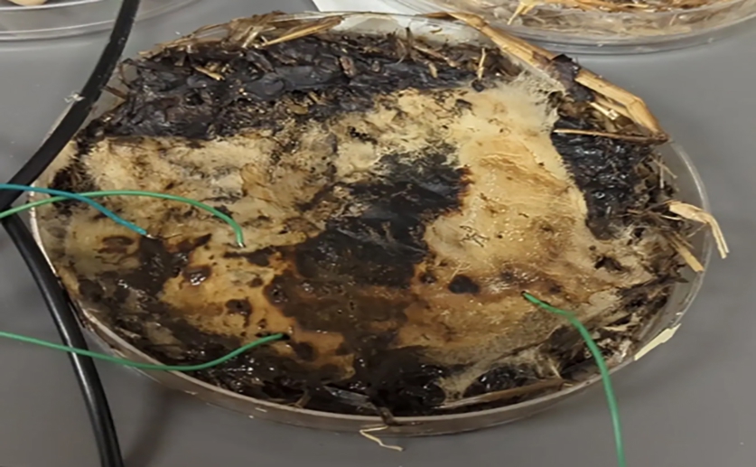 netcomponents's tweet card. Researchers are exploring shiitake mushroom networks as a novel computing material. These fungal “memristors” mimic brain activity, learning tasks with 90% accuracy.