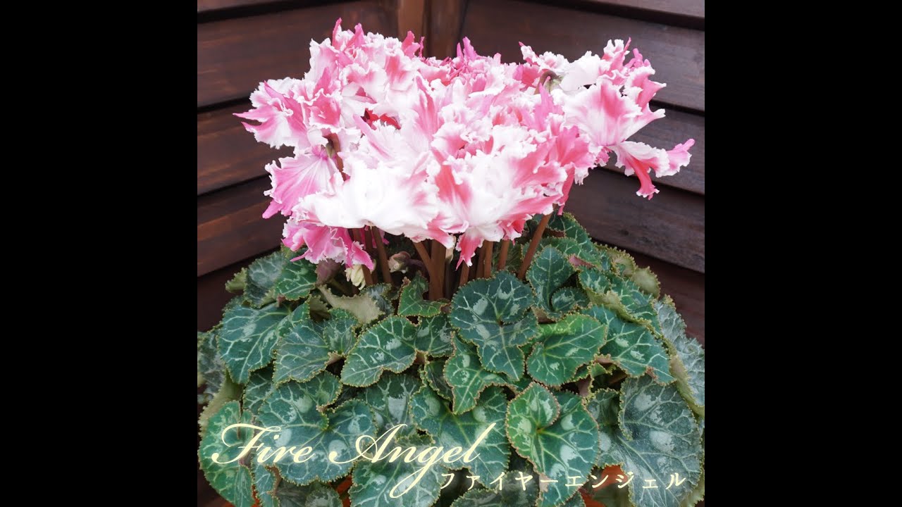 kaopustore's tweet card. 新品種シクラメン　【ファイヤーエンジェル】　さかもと園芸