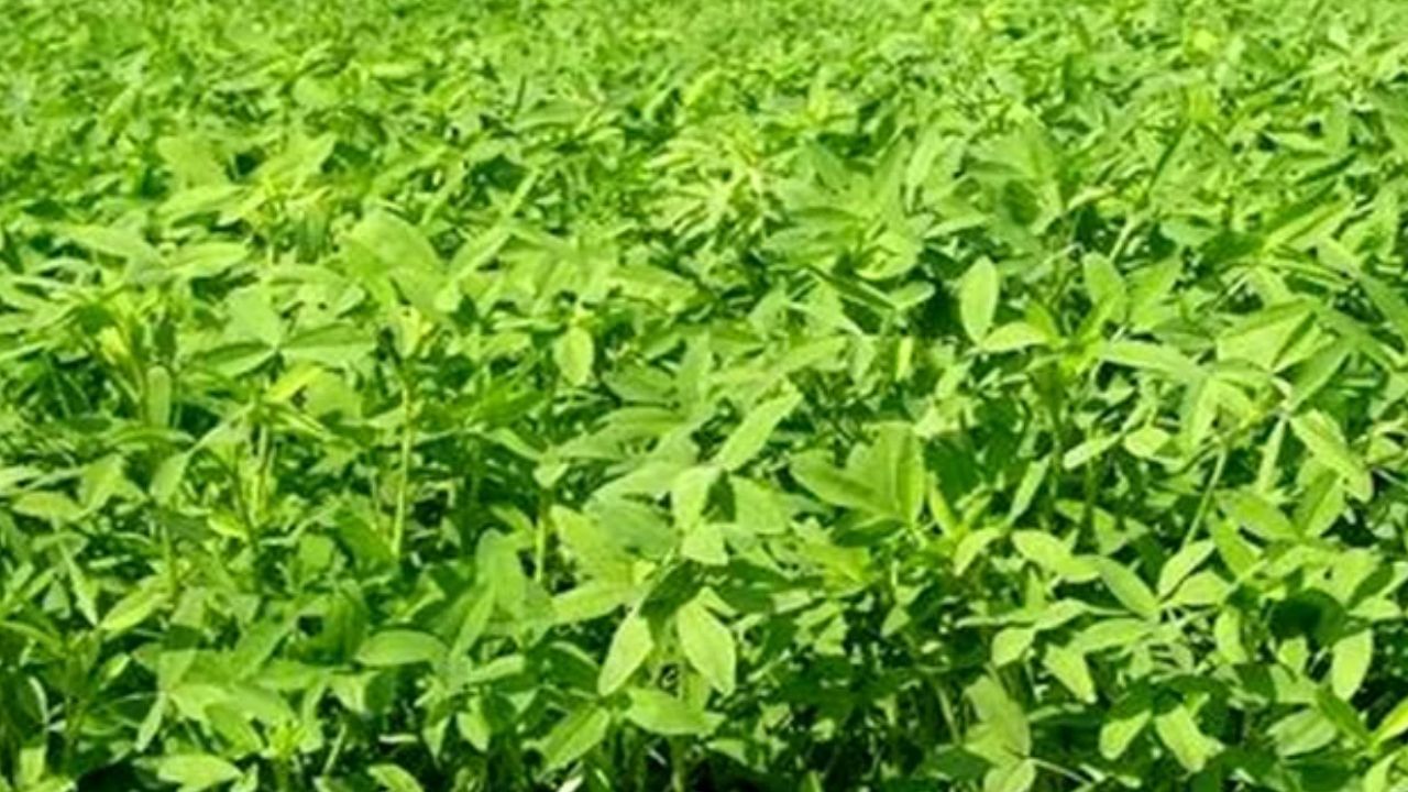 gaonjunctionofc's tweet card. बरसीम की बुवाई अक्तूबर के पहले सप्ताह से नवंबर के मध्य तक सबसे उपयुक्त मानी जाती है। इस समय तापमान 20 से 25 डिग्री सेल्सियस